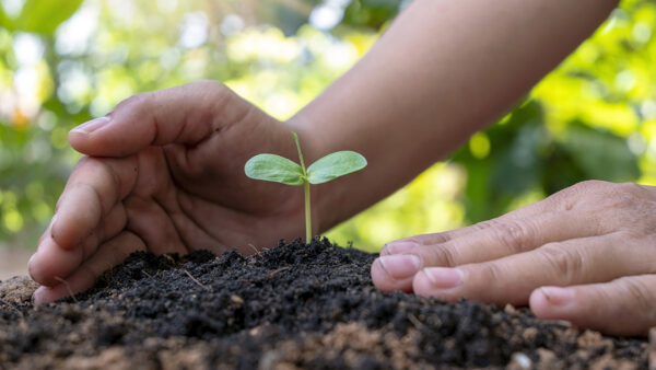 CSR: Tree Planting - SHDA | Official Website